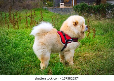 Cream Colored Chow Chow Walking Through A Grassy Meadow