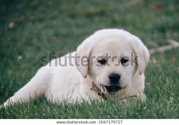 Cream Colored English Labrador Retriever Puppy Stock Photo Edit Now 1067170727