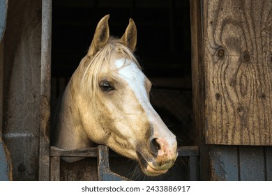 A CREAM COLORED HORSE WITH A WHITE BLAZE LOOKIN GOUT OF A STALL DOOR WITH EARS FORWARD AND A NICE BRIGHT EYE IN SPANAWAY WASHINGTON - Powered by Shutterstock