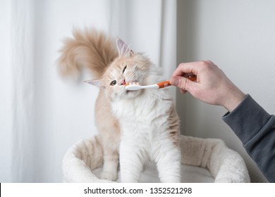 cream colored maine coon cat getting teeth brushed by owner