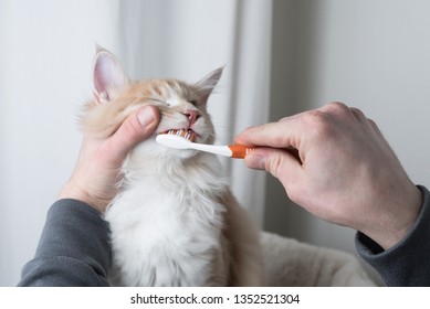 Cream Colored Maine Coon Cat Getting Stock Photo (Edit Now) 1352521304