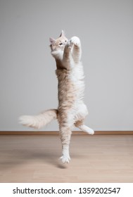 Cream Colored Maine Coon Cat Jumping Up In The Air To Catch Something