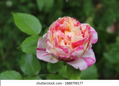 1,319 Candy stripe roses Images, Stock Photos & Vectors | Shutterstock