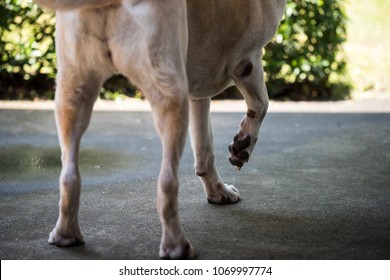 cream dog lift her pained front right leg during walking and standing after accident. Canine insurance and health care concept.