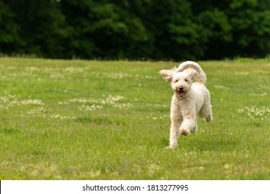 A Cream Doodle Dog Running In A Grassy Park