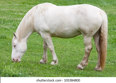 A Cream Draft Horse Grazing In The Field.