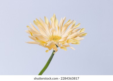 Cream Gerbera Pasta Carbonara isolated on white background. Beautiful gerbera flower details. Strange new gerbera flower. Gerbera Special.