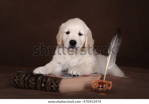 Cream Golden Retriever Puppy Book Stock Photo Edit Now 470453474