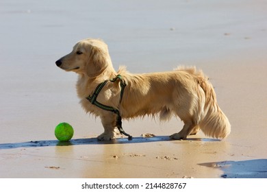 Cream Long Haired Dachshund With A Ball 