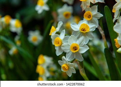 Narcissus Izobrazheniya Stokovye Fotografii I Vektornaya Grafika Shutterstock