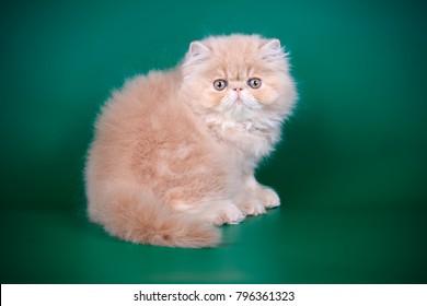 Cream Persian Kitten