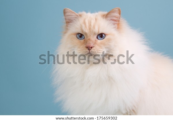 ragdoll rudy