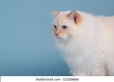 152 Cream point ragdoll Images, Stock Photos & Vectors | Shutterstock