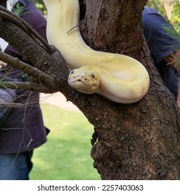 A cream reticulated python snake wrapped around tree