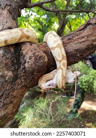 A cream reticulated python snake wrapped around tree  eat white rat