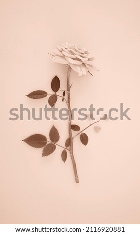 Similar – Clover frame on white background