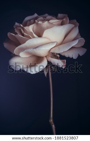 cream rose on dark blue background, one flower bud and stem.