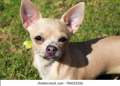 Cream Short Haired Chihuahua Puppy Big Stock Photo (Edit Now) 704552326