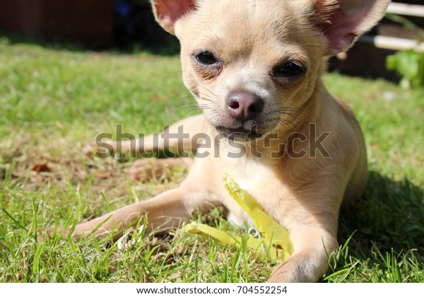 Cream Short Haired Chihuahua Puppy Big Stock Photo Edit Now