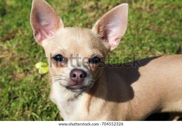 Cream Short Haired Chihuahua Puppy Big Stock Photo Edit Now