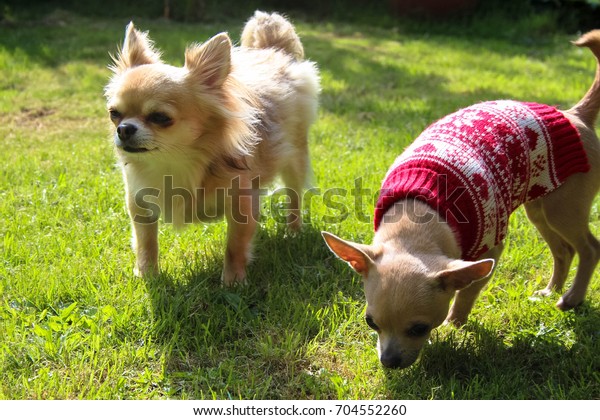 Cream Short Haired Long Haired Chihuahua Stock Photo Edit Now