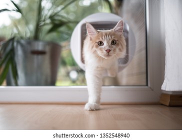 cream tabby maine coon cat passing through cat flap in the window