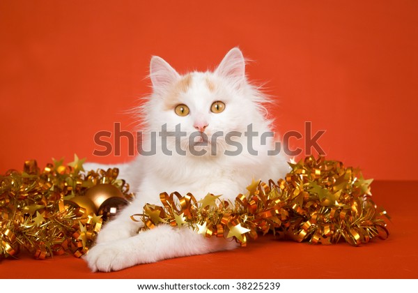 Cream Turkish Van Cat On Orange Stock Photo Edit Now 38225239