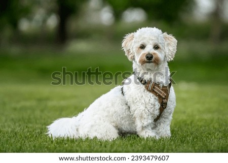Cream white Bichonpoo dog - Bichon Frise Poodle cross - sitting in a field looking directly to the camera