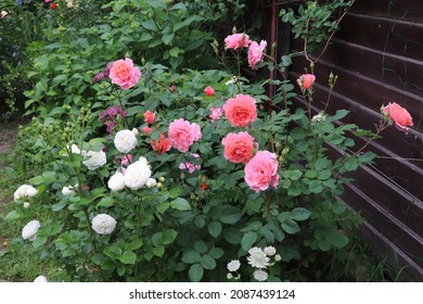 Cream and white color Modern Shrub Rose Artemis and salmon and pink color Large Flowered Climber Rose Alibaba flower in a garden in June 2021. Idea for postcards, greetings, invitations, posters