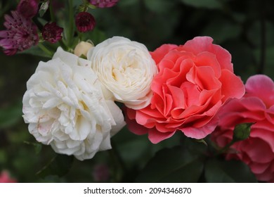 Cream and white color Modern Shrub Rose Artemis and salmon and pink color Large Flowered Climber Rose Alibaba flower in a garden in June 2021. Idea for postcards, greetings, invitations, posters