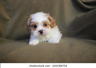 Cream White Shihpoo Puppy Stock Photo 1431304754 | Shutterstock