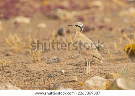 Cream-colored courser (Cursorius cursor) foraging in the arid landscape of Fuerteventura Spain.