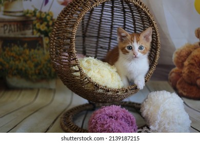 creamsicle orange kitten in a cat bed with yarn balls
