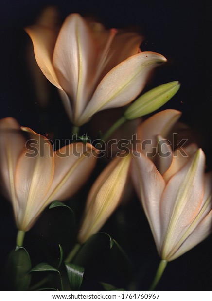 Creamy orange\
lily isolated on black\
background