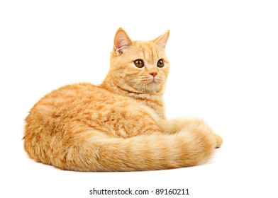 21,155 Scottish shorthair cat Images, Stock Photos & Vectors | Shutterstock