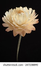 Creamy White Dry Flower On A Black Background