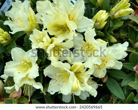 Creamy, white, funnel-shaped flowers with a yellow center of dwarf Rhododendron 'Patty Bee'