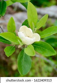 Creamy White Sweet Bay Magnolia Bloom Found Naturally In Woods, Close-up With Leaves