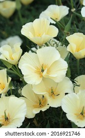Creamy white and yellow delicate flowers of Eschscholzia californica ‘Alba’ or ' White California Poppy”