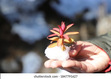 Creating a tree using a portion of a tree on snowin hand- concept happiness in small things
