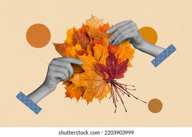 Creative 3d photo artwork graphics collage of hands holding bunch autumn golden orange maple leaves herbarium florist collection hobby