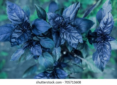 Creative abstract layout with dark basil leaves pattern, top view. Toned. Background for fashion, beauty, lifestyle posters
