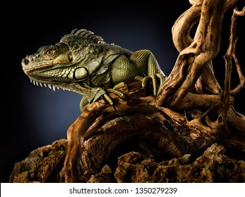 Creative animal nature concept photo of green reptile iguana lizard on a tree branch.