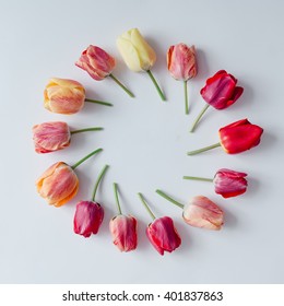 Creative arrangement of tulip flowers on bright background. Flat lay.