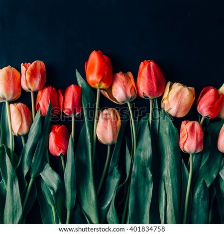 Creative arrangement of tulips on black background. Flat lay.