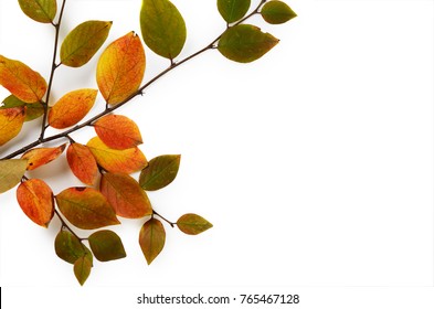 Creative Autumn composition. Tree branch and yellow leaves on a white background. - Shutterstock ID 765467128