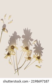 Creative Autumn Floral Flat Lay, Dried Flowers Cosmos, Beautiful Shadow From Sunlight, Fall Aesthetic Blossoming Flower On Beige Background, Copy Space. Autumnal Still Life, Minimal Trend, Top View