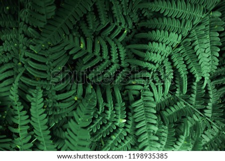 Creative background, a layout of green leaves. Flat lay. Spring summer, border pattern. Air artistic image, free space. The nature of the concept.