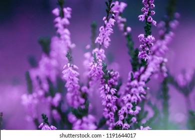 Creative background, small flowers on a tinted, gentle background in the open air. Spring summer, border pattern floral background. Air artistic image, free space. The nature of the concept.
