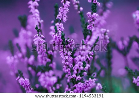 Creative background, small flowers on a tinted, gentle background in the open air. Spring summer, border pattern floral background. Air artistic image, free space. The nature of the concept.